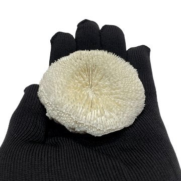 天然白珊瑚 サンゴ　(3503）ケース付 インテリア 置き飾り 貝殻 標本 限定品の画像