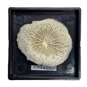 天然白珊瑚 サンゴ　(3503）ケース付 インテリア 置き飾り 貝殻 標本 限定品の画像