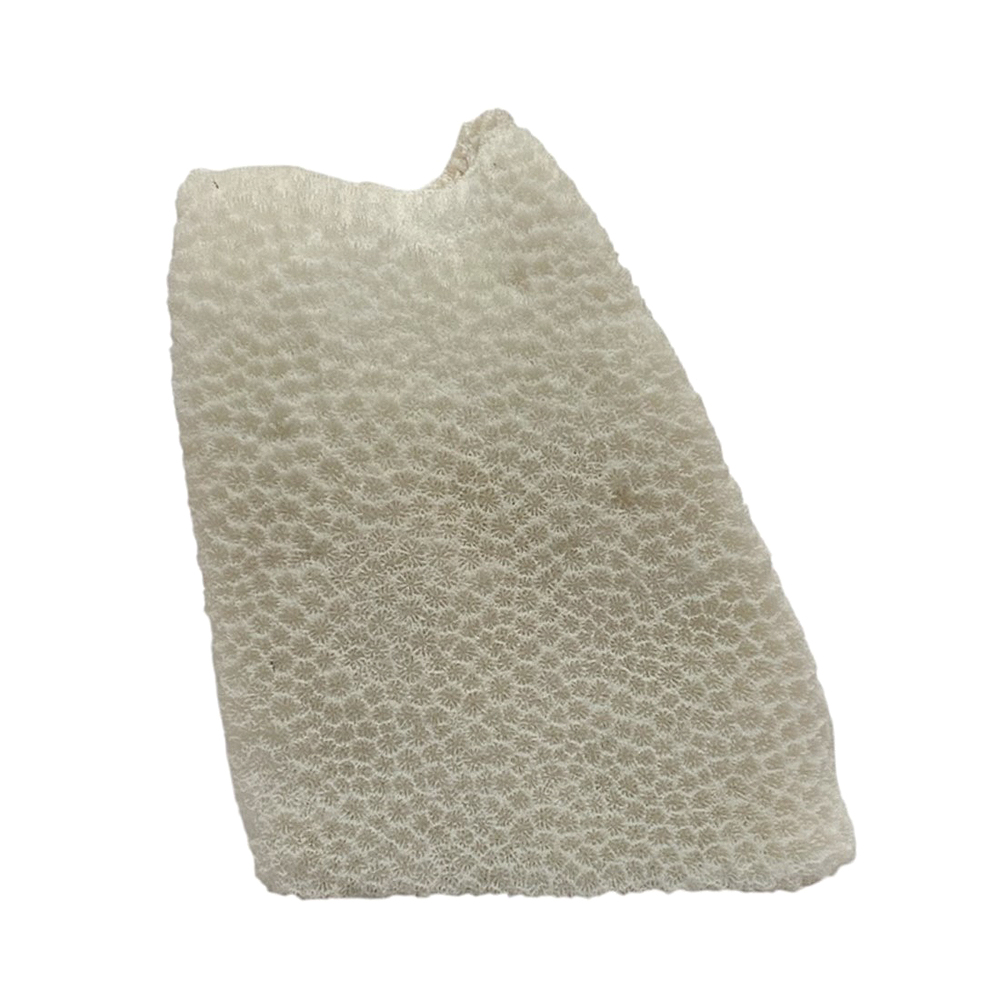 天然白珊瑚 サンゴ　(2579）インテリア 置き飾り 貝殻 標本 限定品の画像