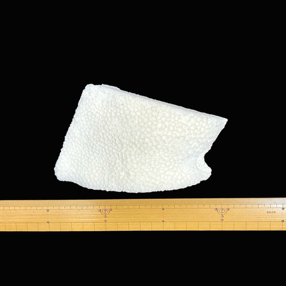 天然白珊瑚 サンゴ　(2579）インテリア 置き飾り 貝殻 標本 限定品の画像