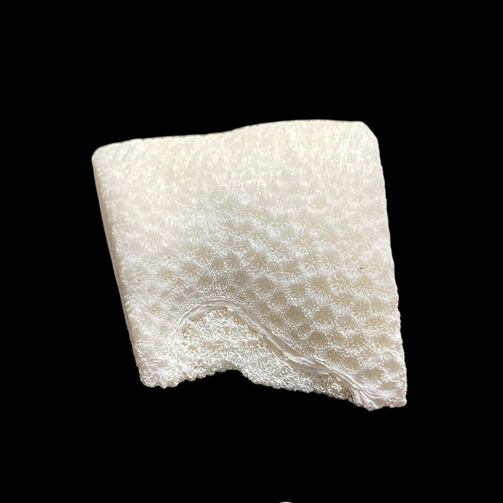 天然白珊瑚 サンゴ　(2579）インテリア 置き飾り 貝殻 標本 限定品の画像