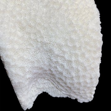天然白珊瑚 サンゴ　(2579）インテリア 置き飾り 貝殻 標本 限定品の画像