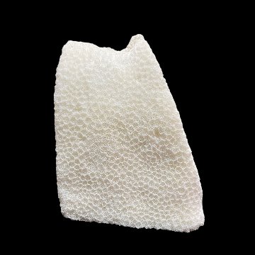 天然白珊瑚 サンゴ　(2579）インテリア 置き飾り 貝殻 標本 限定品の画像
