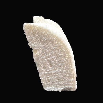 天然白珊瑚 サンゴ　(2579）インテリア 置き飾り 貝殻 標本 限定品の画像