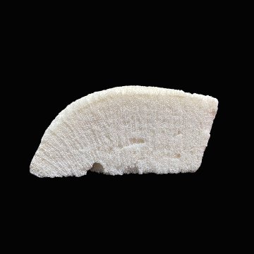 天然白珊瑚 サンゴ　(2579）インテリア 置き飾り 貝殻 標本 限定品の画像