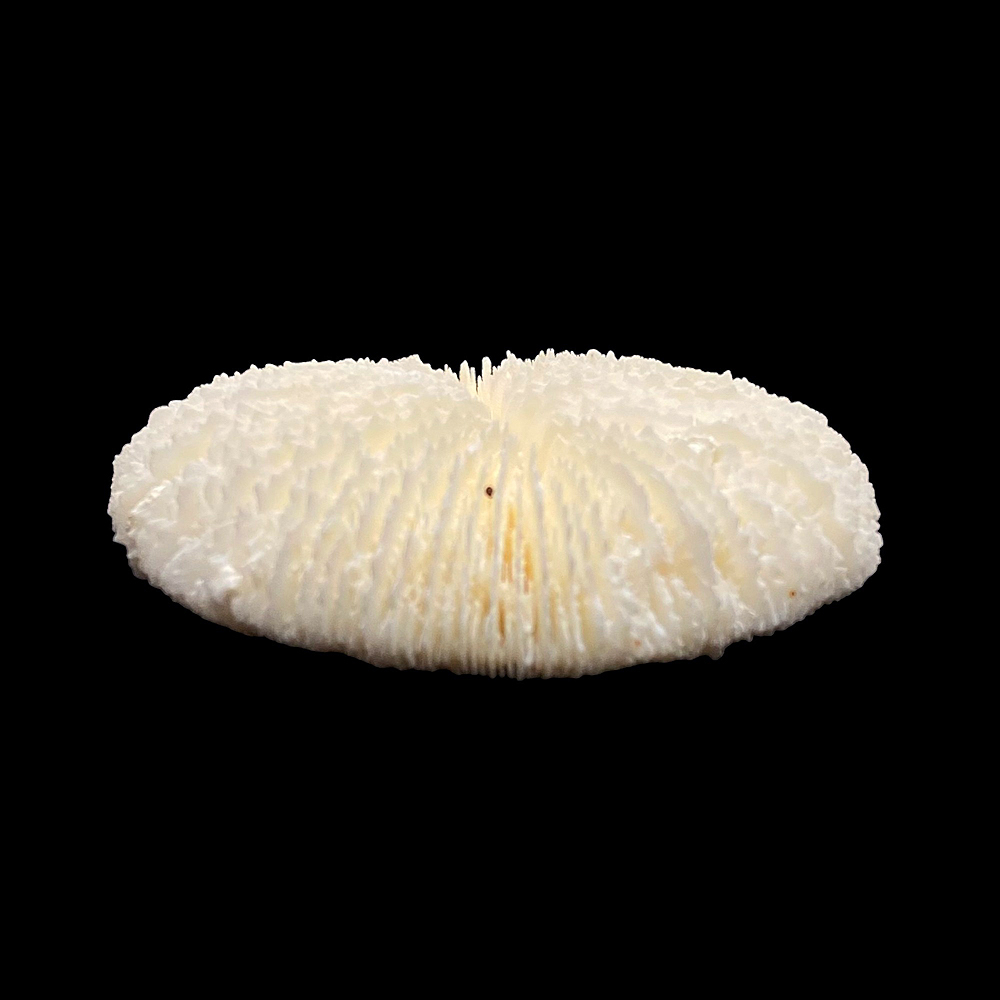 天然白珊瑚 クサビライシ サンゴ　(2580）ﾌﾟﾚｰﾄ付 インテリア 置き飾り 貝殻 標本 限定品の画像
