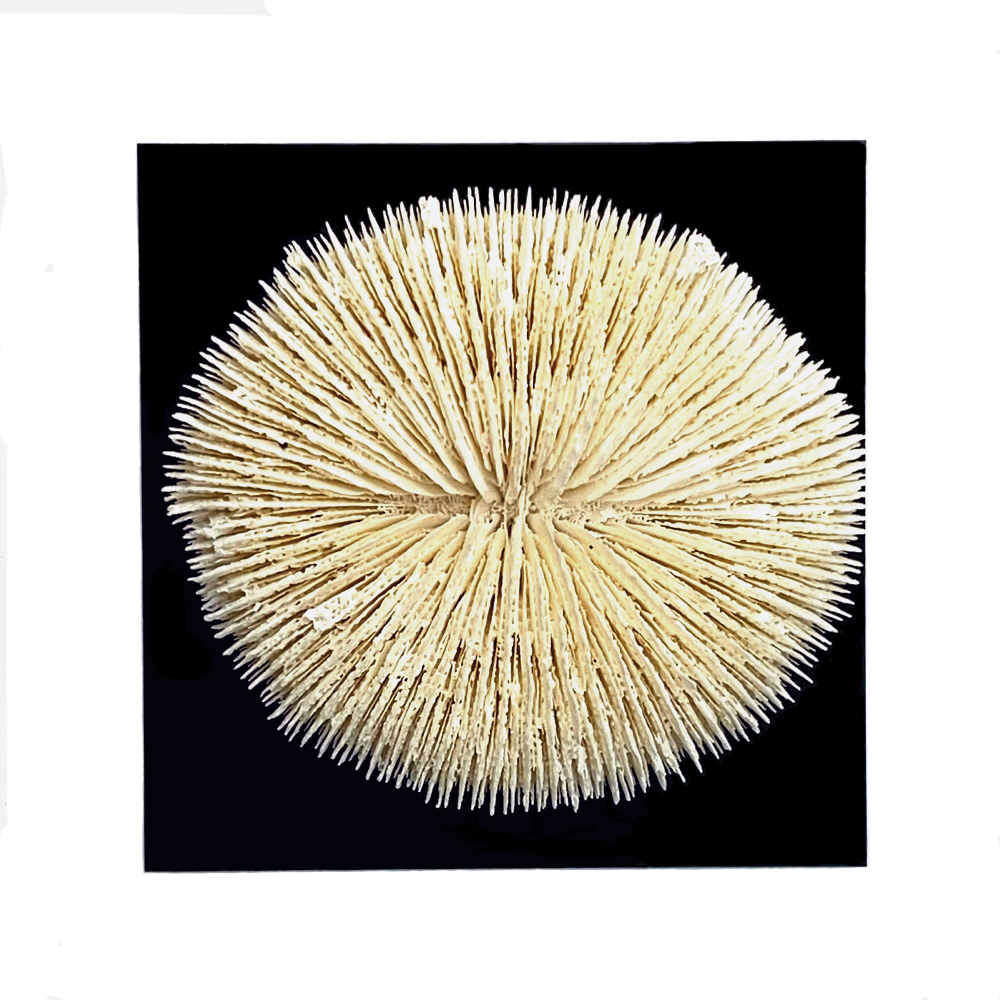 天然白珊瑚 クサビライシ サンゴ　(2580）ﾌﾟﾚｰﾄ付 インテリア 置き飾り 貝殻 標本 限定品の画像