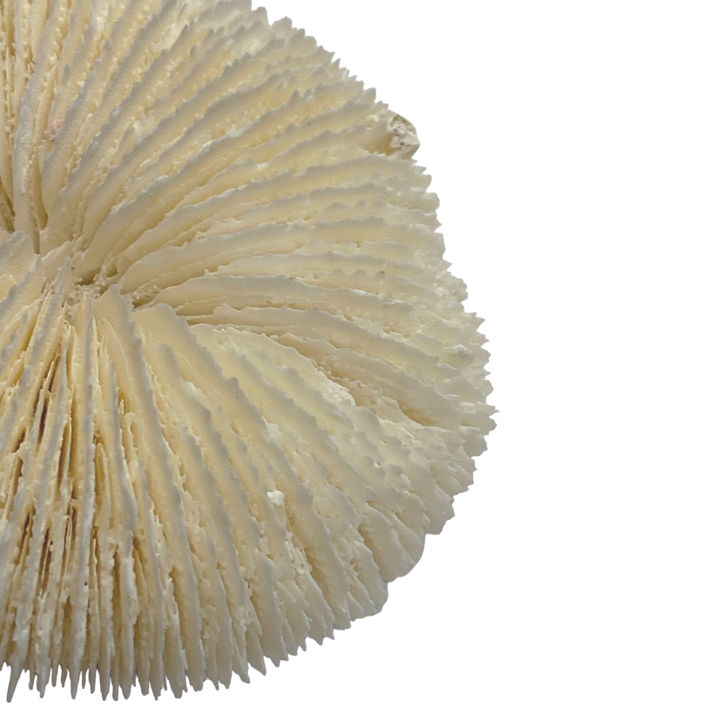 天然白珊瑚 クサビライシ サンゴ　(2580）ﾌﾟﾚｰﾄ付 インテリア 置き飾り 貝殻 標本 限定品の画像