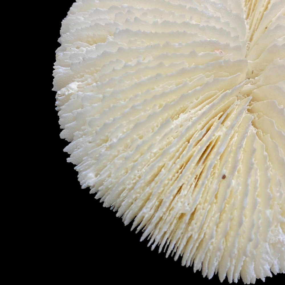 天然白珊瑚 クサビライシ サンゴ　(2580）ﾌﾟﾚｰﾄ付 インテリア 置き飾り 貝殻 標本 限定品の画像