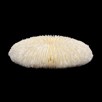 天然白珊瑚 クサビライシ サンゴ　(2580）ﾌﾟﾚｰﾄ付 インテリア 置き飾り 貝殻 標本 限定品の画像