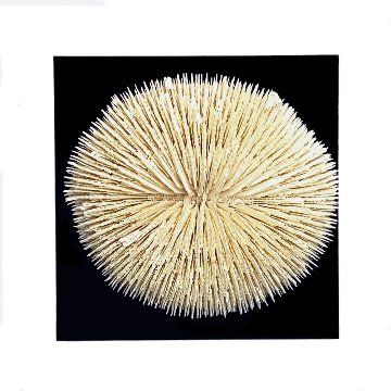 天然白珊瑚 クサビライシ サンゴ　(2580）ﾌﾟﾚｰﾄ付 インテリア 置き飾り 貝殻 標本 限定品の画像