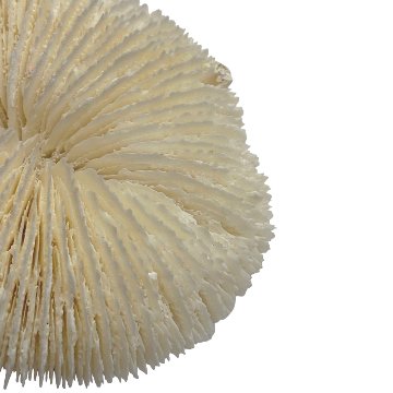 天然白珊瑚 クサビライシ サンゴ　(2580）ﾌﾟﾚｰﾄ付 インテリア 置き飾り 貝殻 標本 限定品の画像