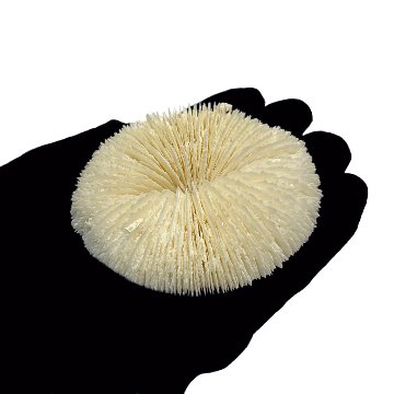 天然白珊瑚 クサビライシ サンゴ　(2580）ﾌﾟﾚｰﾄ付 インテリア 置き飾り 貝殻 標本 限定品の画像