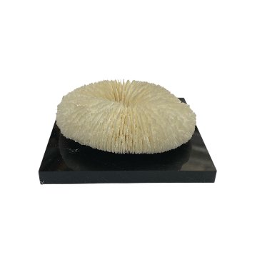 天然白珊瑚 クサビライシ サンゴ　(2580）ﾌﾟﾚｰﾄ付 インテリア 置き飾り 貝殻 標本 限定品の画像
