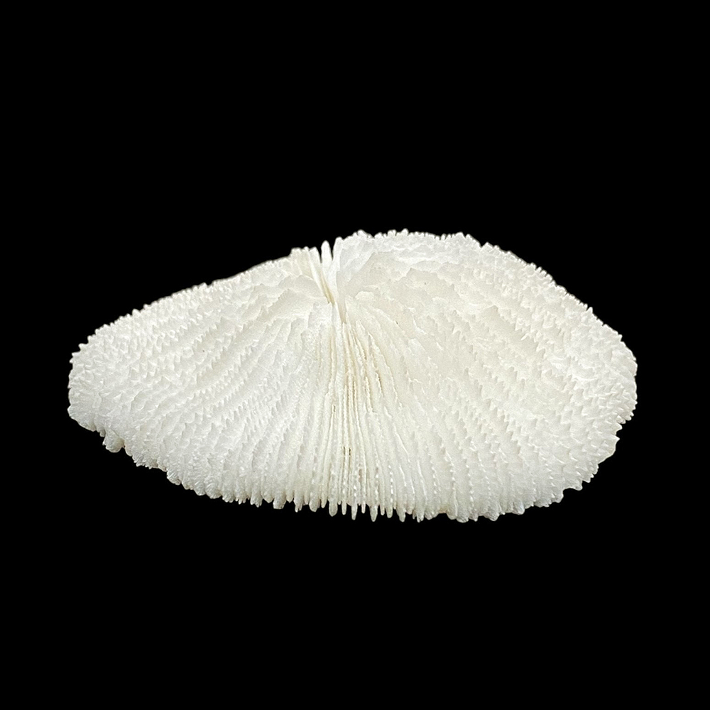 天然白珊瑚 サンゴ　(2581）ﾌﾟﾚｰﾄ付  インテリア 置き飾り 貝殻 標本 限定品の画像