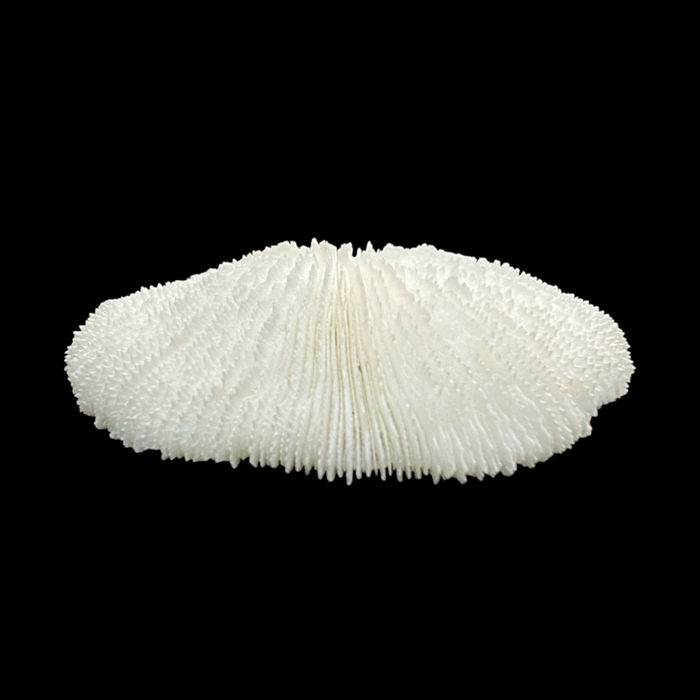 天然白珊瑚 サンゴ　(2581）ﾌﾟﾚｰﾄ付  インテリア 置き飾り 貝殻 標本 限定品の画像