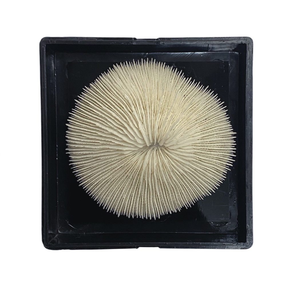 天然白珊瑚 サンゴ　(2581）ﾌﾟﾚｰﾄ付  インテリア 置き飾り 貝殻 標本 限定品の画像