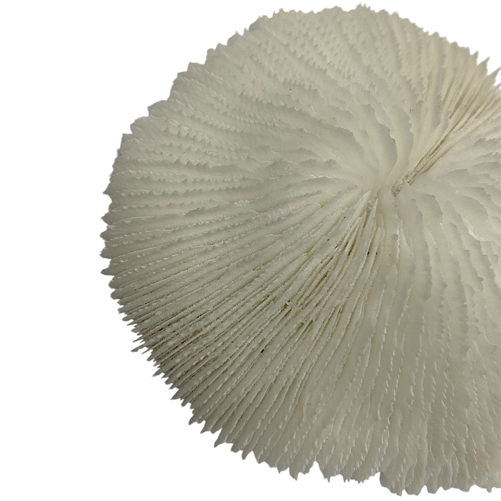 天然白珊瑚 サンゴ　(2581）ﾌﾟﾚｰﾄ付  インテリア 置き飾り 貝殻 標本 限定品の画像