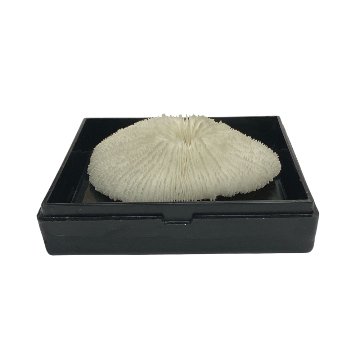 天然白珊瑚 サンゴ　(2581）ﾌﾟﾚｰﾄ付  インテリア 置き飾り 貝殻 標本 限定品の画像