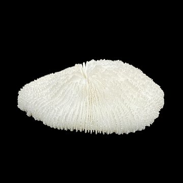 天然白珊瑚 サンゴ　(2581）ﾌﾟﾚｰﾄ付  インテリア 置き飾り 貝殻 標本 限定品の画像