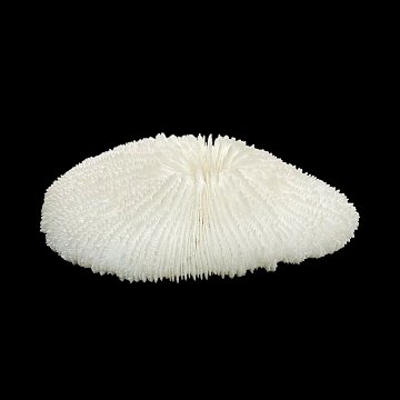 天然白珊瑚 サンゴ　(2581）ﾌﾟﾚｰﾄ付  インテリア 置き飾り 貝殻 標本 限定品の画像