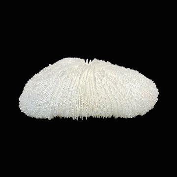 天然白珊瑚 サンゴ　(2581）ﾌﾟﾚｰﾄ付  インテリア 置き飾り 貝殻 標本 限定品の画像