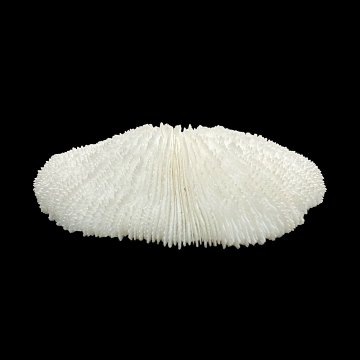天然白珊瑚 サンゴ　(2581）ﾌﾟﾚｰﾄ付  インテリア 置き飾り 貝殻 標本 限定品の画像