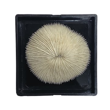 天然白珊瑚 サンゴ　(2581）ﾌﾟﾚｰﾄ付  インテリア 置き飾り 貝殻 標本 限定品の画像