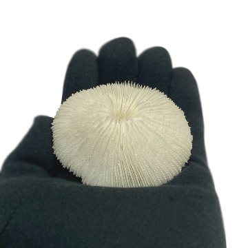 天然白珊瑚 サンゴ　(2581）ﾌﾟﾚｰﾄ付  インテリア 置き飾り 貝殻 標本 限定品の画像