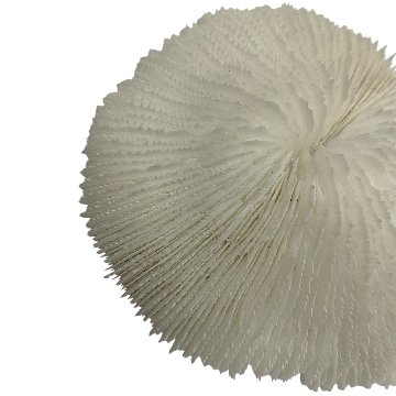 天然白珊瑚 サンゴ　(2581）ﾌﾟﾚｰﾄ付  インテリア 置き飾り 貝殻 標本 限定品の画像