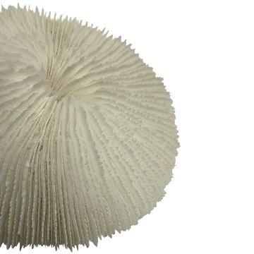 天然白珊瑚 サンゴ　(2581）ﾌﾟﾚｰﾄ付  インテリア 置き飾り 貝殻 標本 限定品の画像