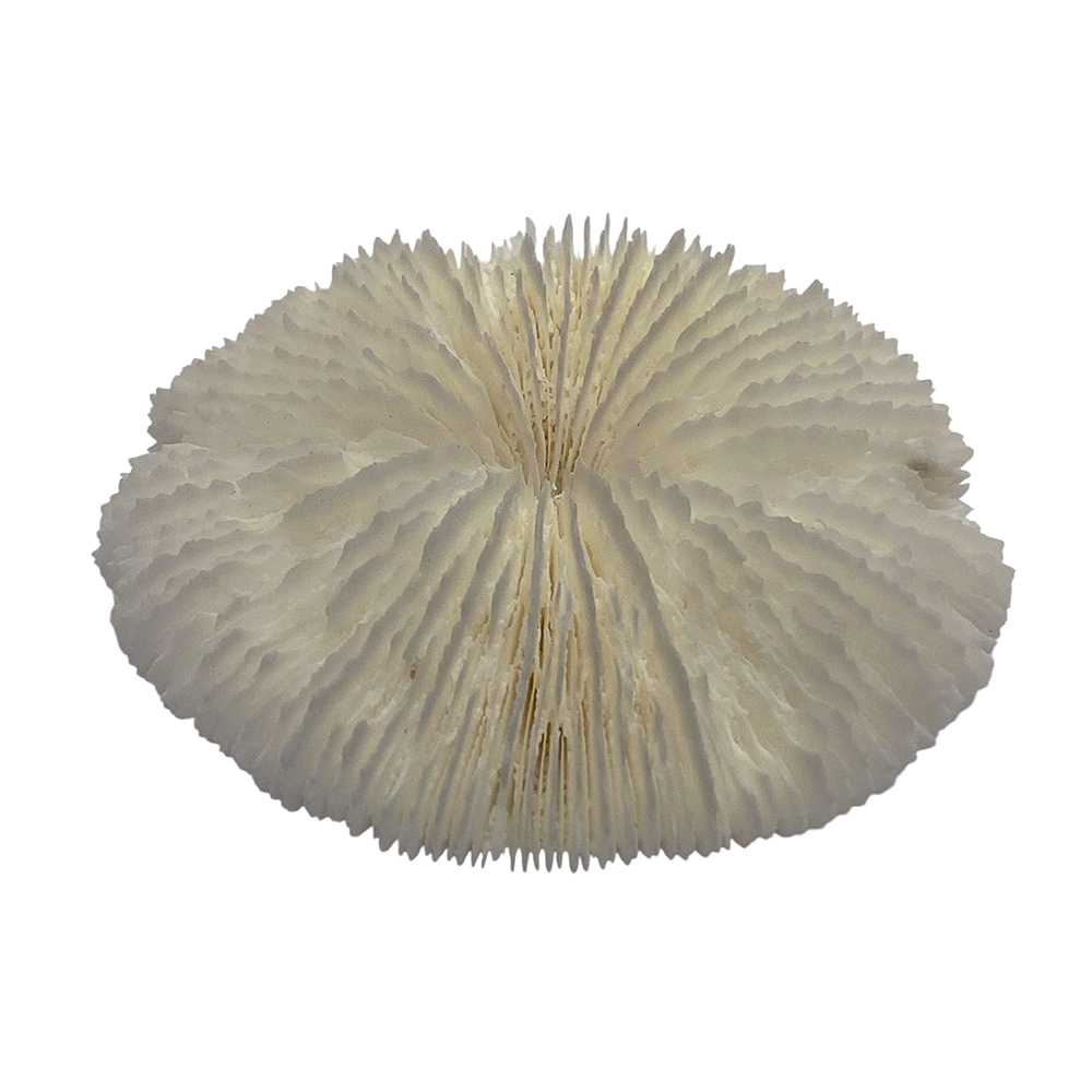 天然白珊瑚 サンゴ　(2582）ケース付 インテリア 置き飾り 貝殻 標本 限定品の画像