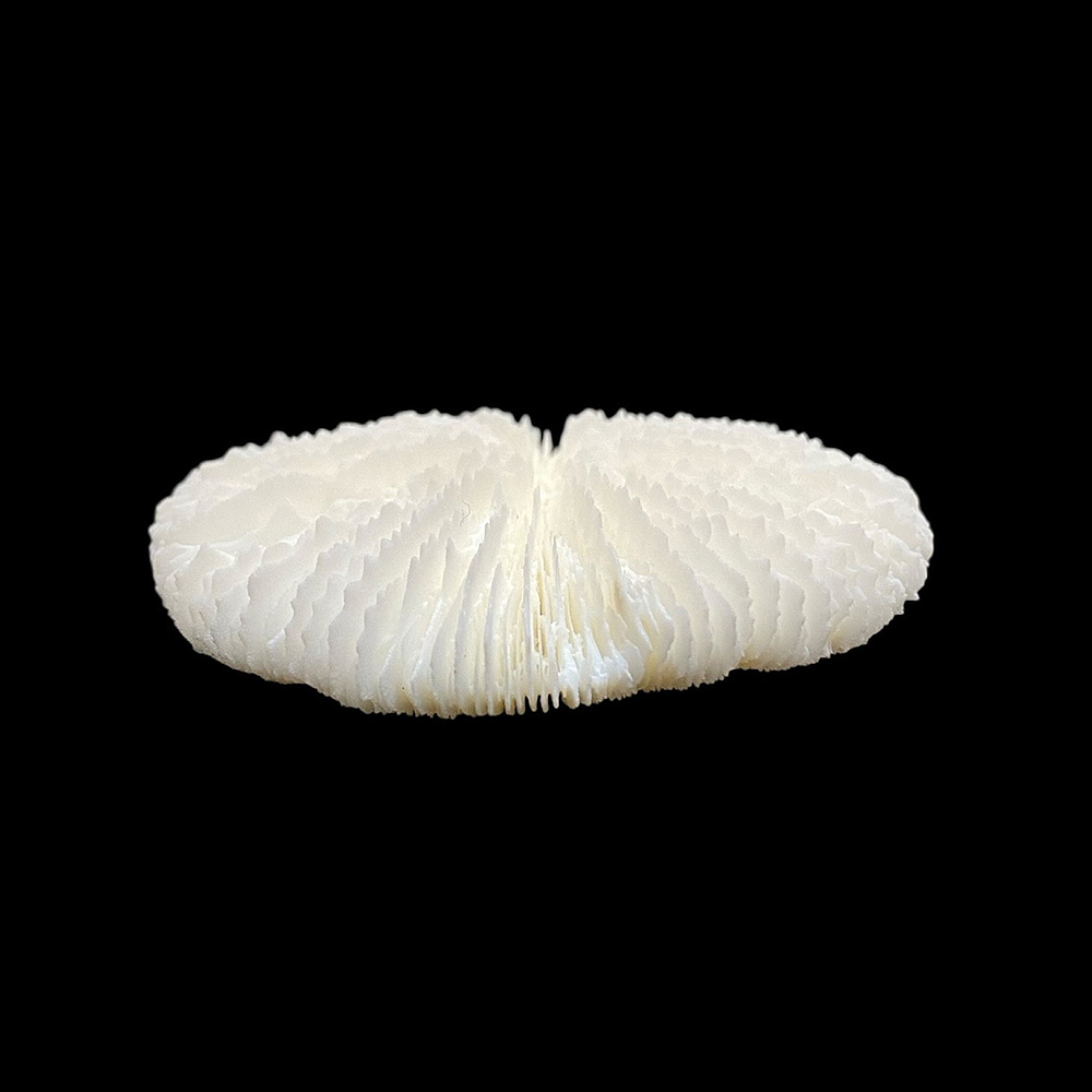 天然白珊瑚 サンゴ　(2582）ケース付 インテリア 置き飾り 貝殻 標本 限定品の画像