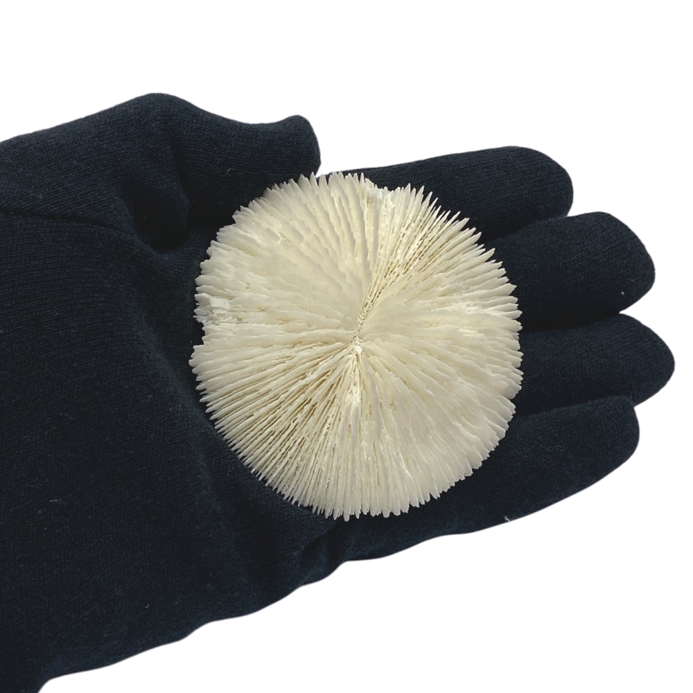 天然白珊瑚 サンゴ　(2582）ケース付 インテリア 置き飾り 貝殻 標本 限定品の画像