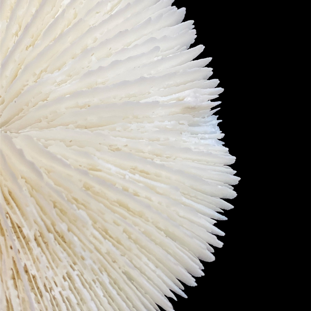 天然白珊瑚 サンゴ　(2582）ケース付 インテリア 置き飾り 貝殻 標本 限定品の画像