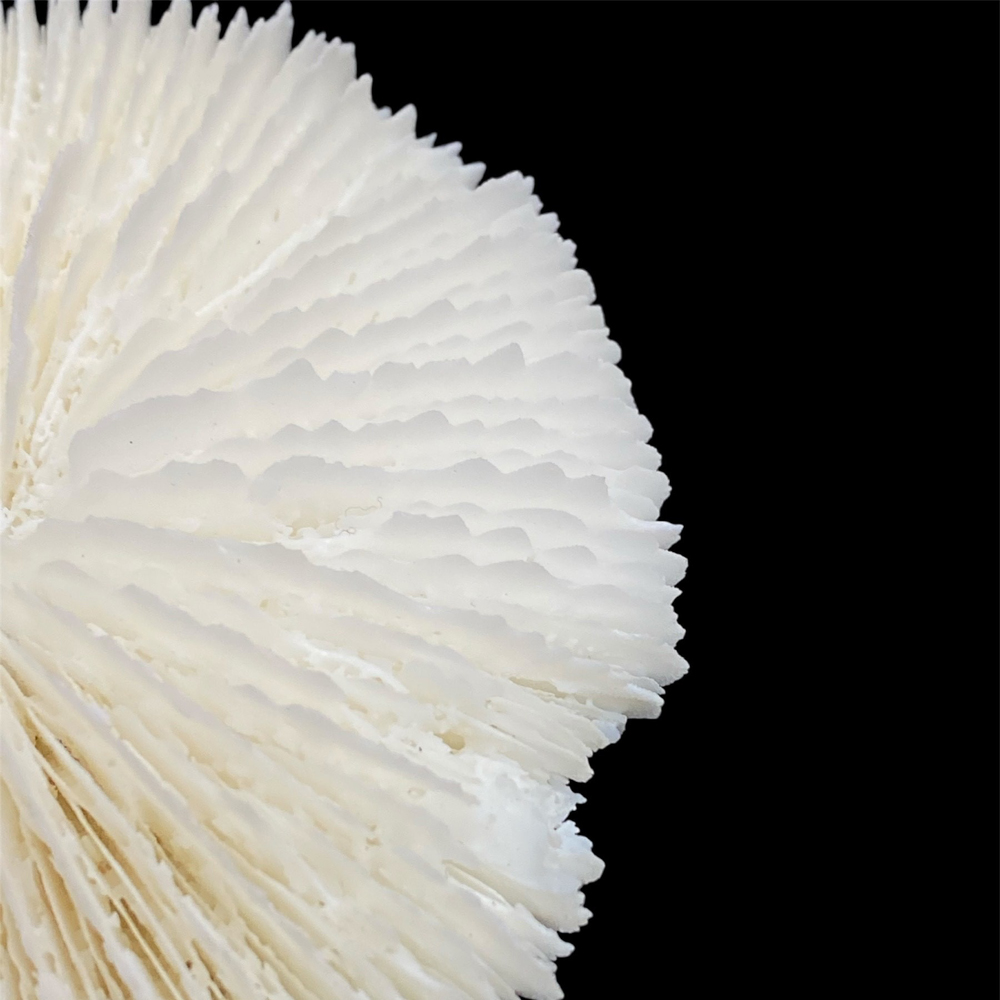 天然白珊瑚 サンゴ　(2582）ケース付 インテリア 置き飾り 貝殻 標本 限定品の画像