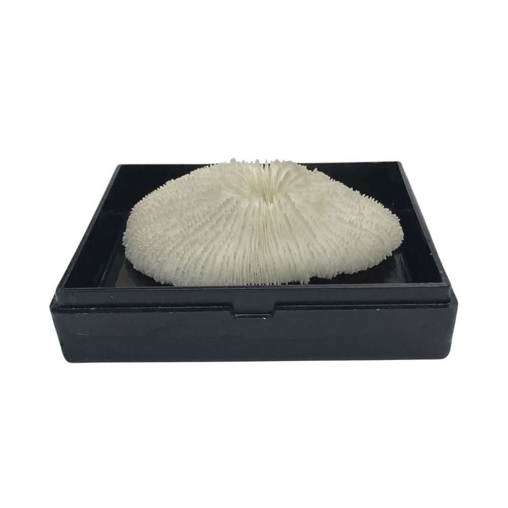 天然白珊瑚 サンゴ　(2582）ケース付 インテリア 置き飾り 貝殻 標本 限定品の画像