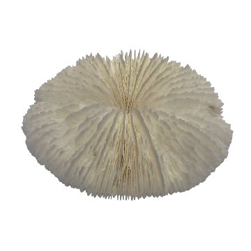 天然白珊瑚 サンゴ　(2582）ケース付 インテリア 置き飾り 貝殻 標本 限定品の画像