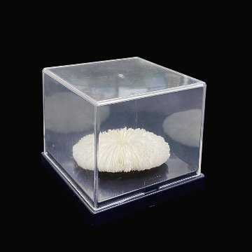 天然白珊瑚 サンゴ　(2582）ケース付 インテリア 置き飾り 貝殻 標本 限定品の画像