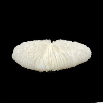 天然白珊瑚 サンゴ　(2582）ケース付 インテリア 置き飾り 貝殻 標本 限定品の画像