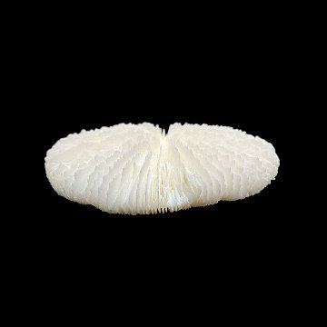 天然白珊瑚 サンゴ　(2582）ケース付 インテリア 置き飾り 貝殻 標本 限定品の画像