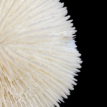 天然白珊瑚 サンゴ　(2582）ケース付 インテリア 置き飾り 貝殻 標本 限定品の画像