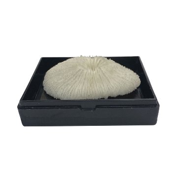 天然白珊瑚 サンゴ　(2582）ケース付 インテリア 置き飾り 貝殻 標本 限定品の画像
