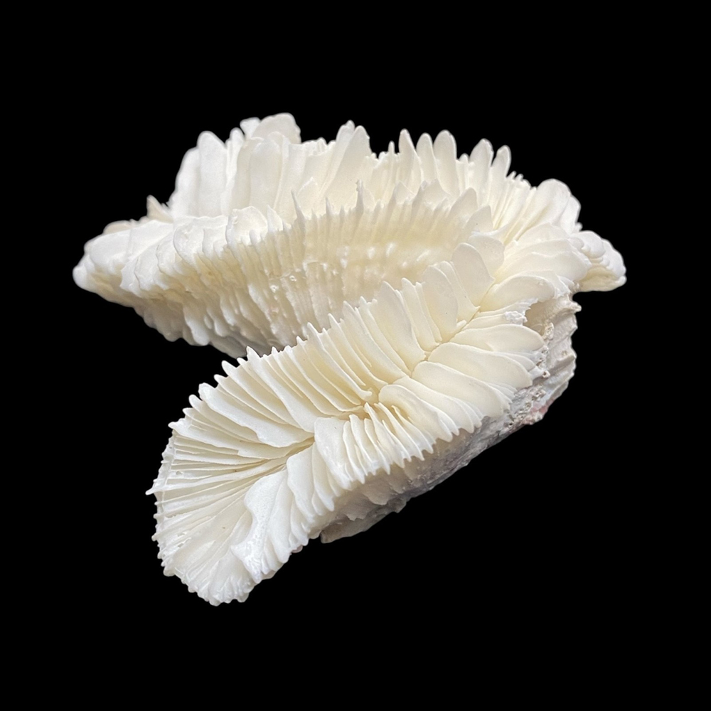 天然白珊瑚 サンゴ　(2583）ケース付 インテリア 置き飾り 貝殻 標本 限定品の画像