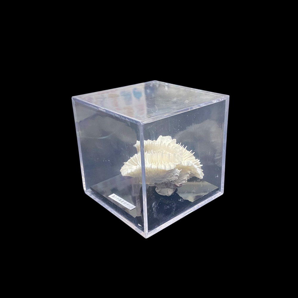 天然白珊瑚 サンゴ　(2583）ケース付 インテリア 置き飾り 貝殻 標本 限定品の画像