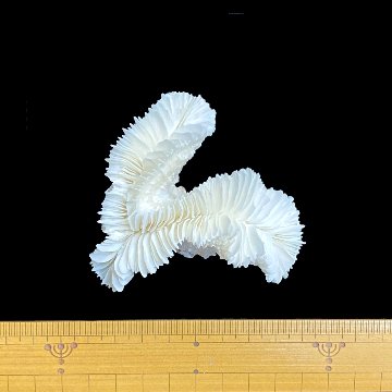天然白珊瑚 サンゴ　(2583）ケース付 インテリア 置き飾り 貝殻 標本 限定品の画像
