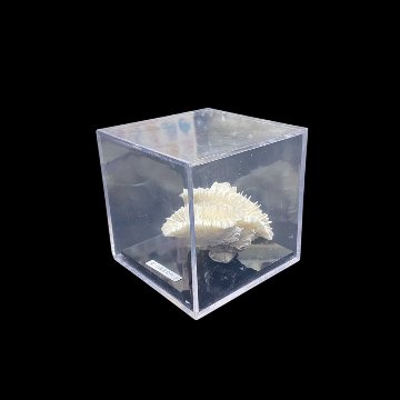 天然白珊瑚 サンゴ　(2583）ケース付 インテリア 置き飾り 貝殻 標本 限定品の画像