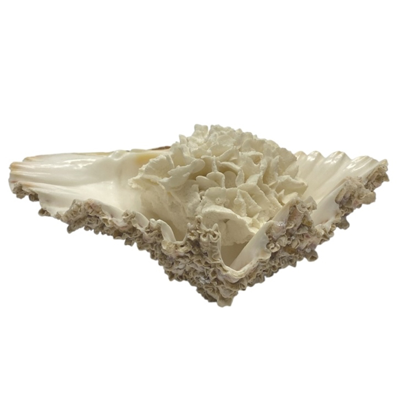 天然 白珊瑚 サンゴ  シャコガイ  セット  (3504）インテリア 置き飾り 貝殻 標本 限定品の画像