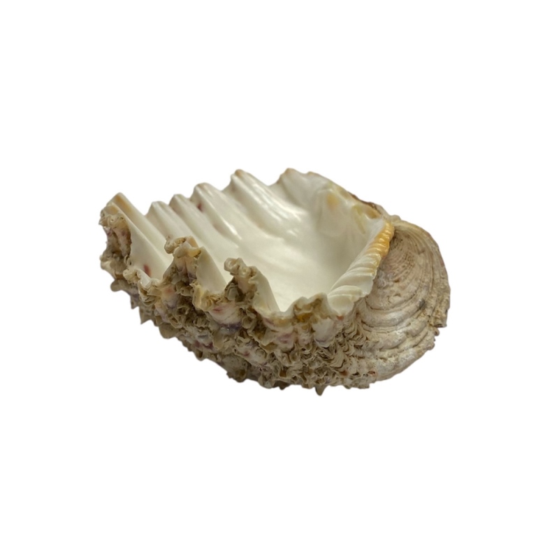 天然 白珊瑚 サンゴ  シャコガイ  セット  (3504）インテリア 置き飾り 貝殻 標本 限定品の画像