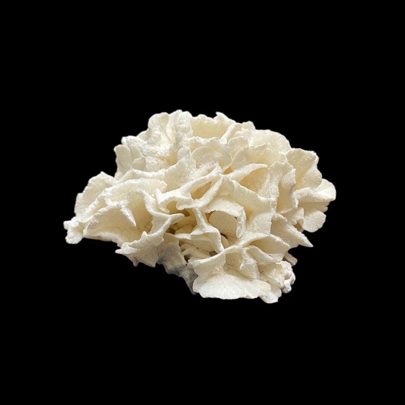 天然 白珊瑚 サンゴ  シャコガイ  セット  (3504）インテリア 置き飾り 貝殻 標本 限定品の画像